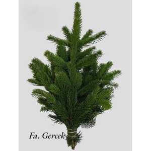 ABIES NORDMAN BUND