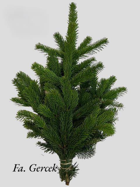 <h4>ABIES NORDMAN BUND</h4>