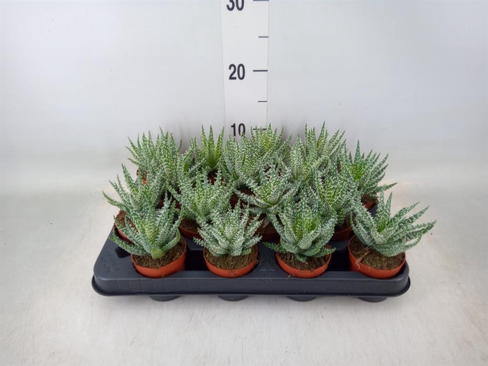 <h4>Aloe humilis</h4>