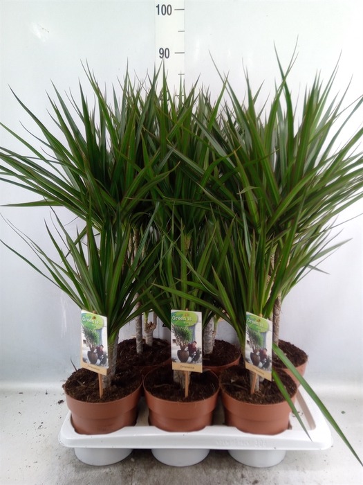 <h4>Dracaena marg.</h4>