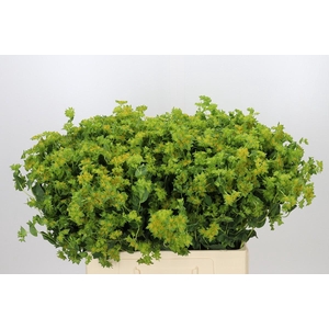 Bupleurum Griffithii