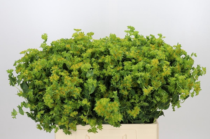 <h4>Bupleurum Griffithii</h4>