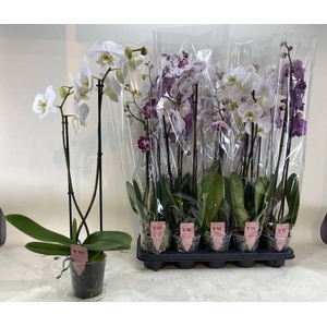 PHAL GEM