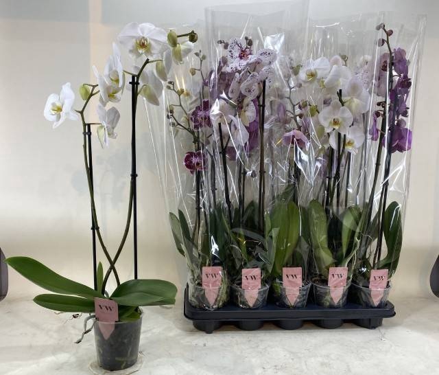 <h4>PHAL GEM</h4>