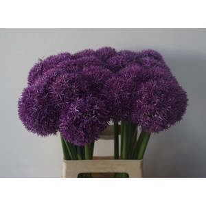 ALLIUM GLOBEMASTER