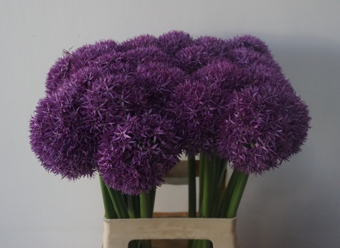<h4>ALLIUM GLOBEMASTER</h4>