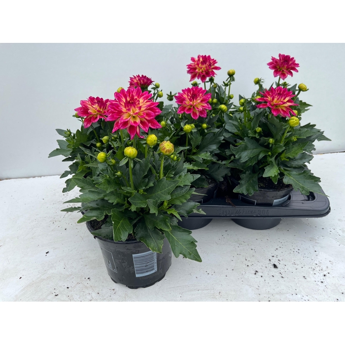 <h4>DAHL HYP TROPIC BREE</h4>