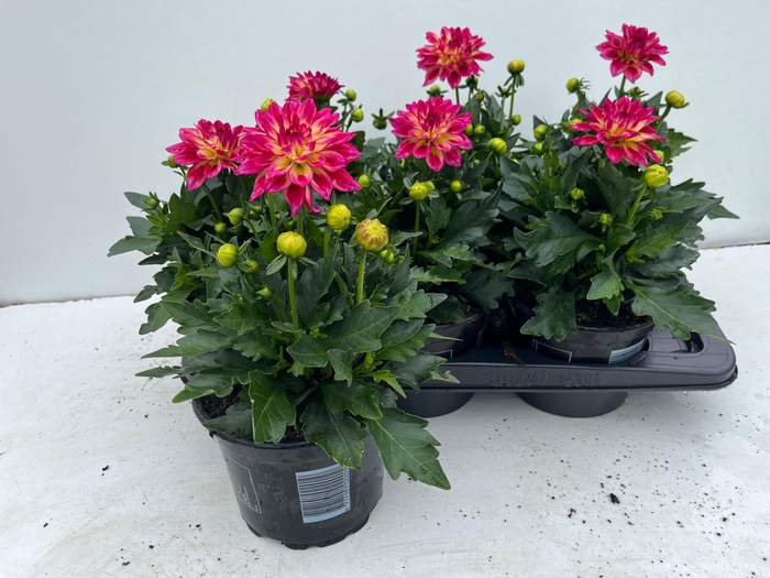 DAHL HYP TROPIC BREE