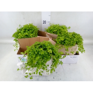 Arr.   Kamerplant Groen L%