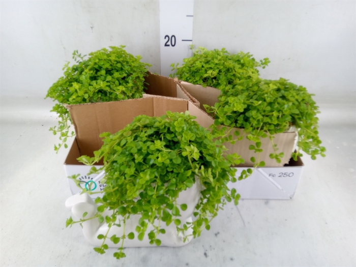 <h4>Arr.   Kamerplant Groen L%</h4>