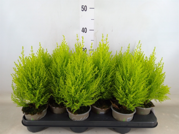 <h4>Cupressus macro. 'Goldcrest Wilma'</h4>