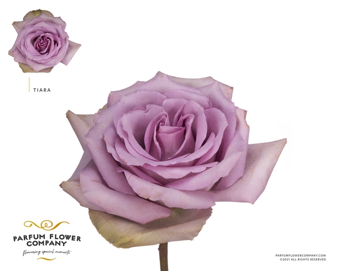 <h4>Rosa Premium Tiara</h4>