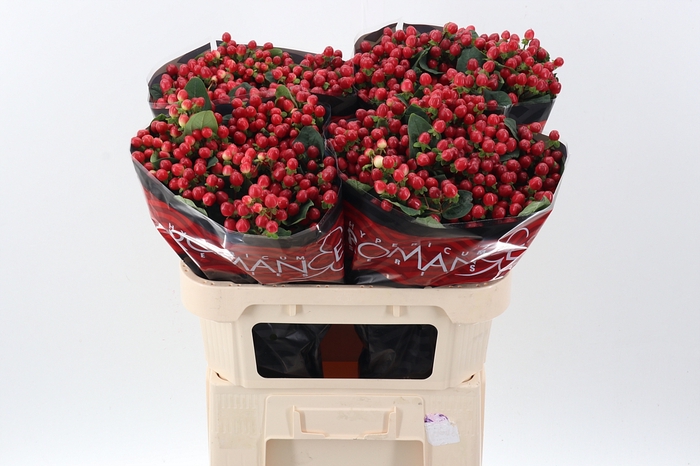 <h4>Hyp True Rom 70cm</h4>