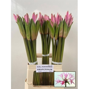 Amarcrinum Rose