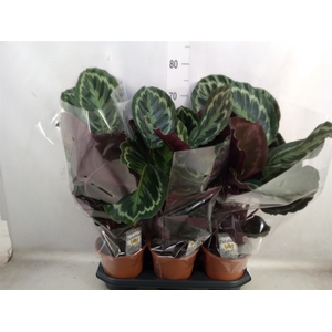 Calathea  'Medallion'