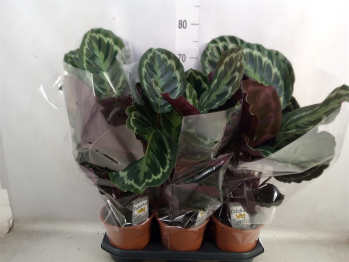 <h4>Calathea  'Medallion'</h4>