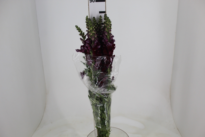 <h4>BOCA DE LEAO VINHO 070 CM</h4>