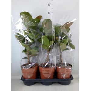 Ficus elastica 'Cloe'