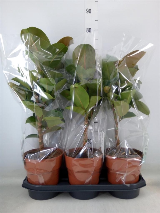 <h4>Ficus elastica 'Cloe'</h4>
