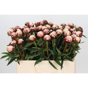 Paeonia Reine Hortense
