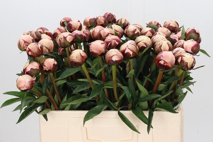 <h4>Paeonia Reine Hortense</h4>