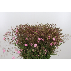 Saponaria Overig