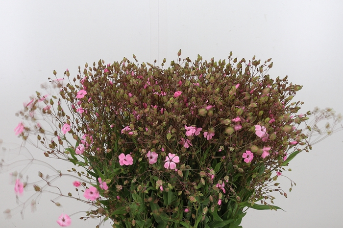 <h4>Saponaria Overig</h4>