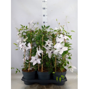 Clematis  'Garland'   ...