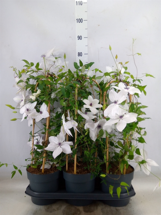 <h4>Clematis  'Garland'   ...</h4>