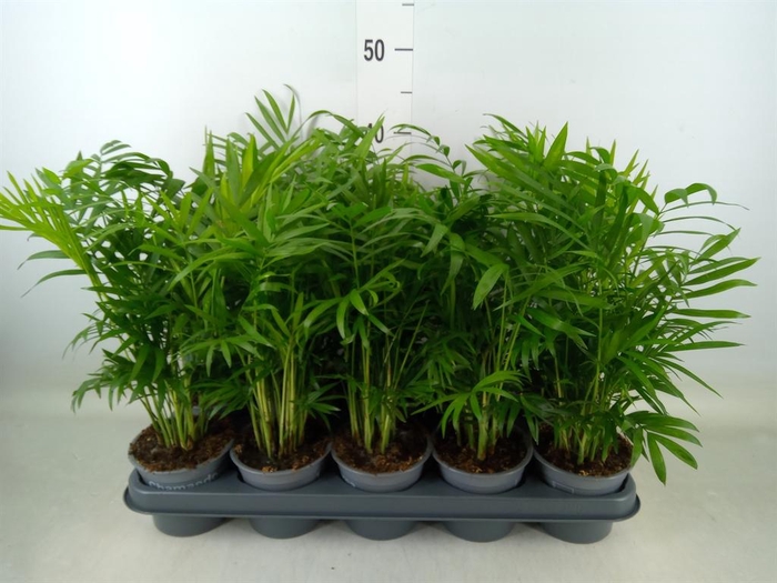 <h4>Chamaedorea elegans</h4>