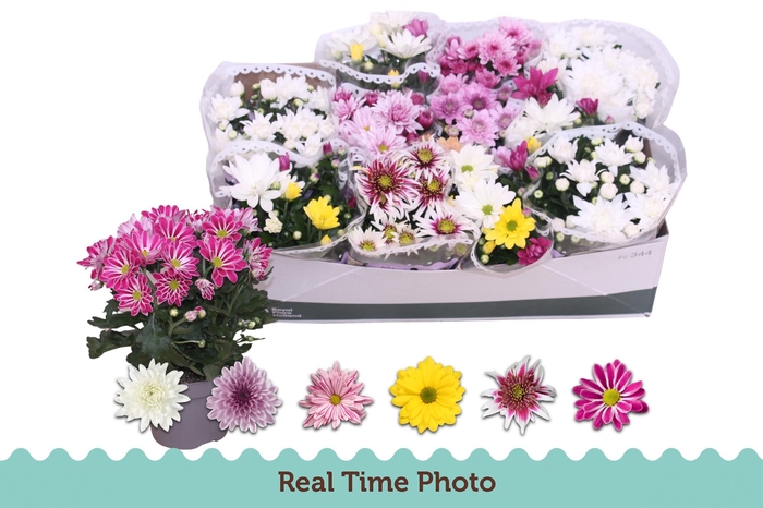 <h4>CHRYS GEM 6 KL</h4>