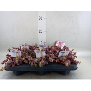 Crassula marginalis