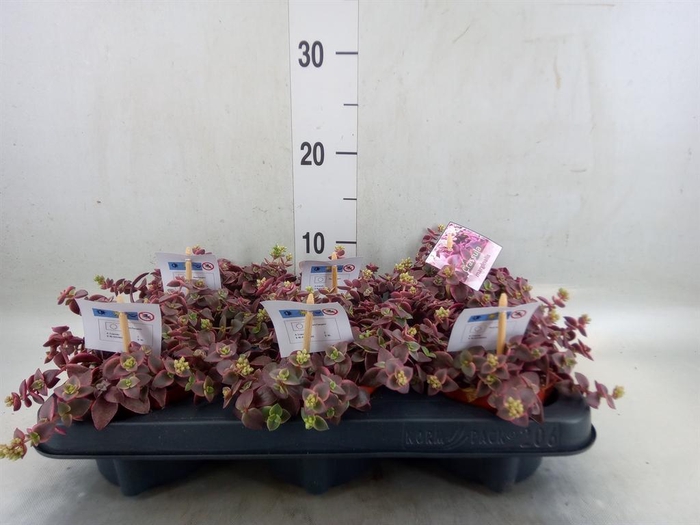 <h4>Crassula marginalis</h4>