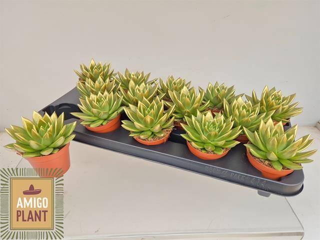 <h4>ECHEV MIRANDA</h4>