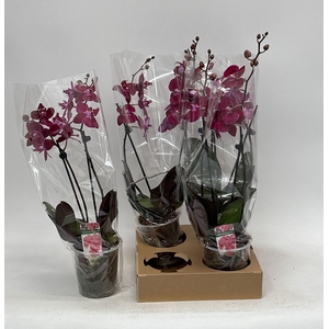 PHAL OV