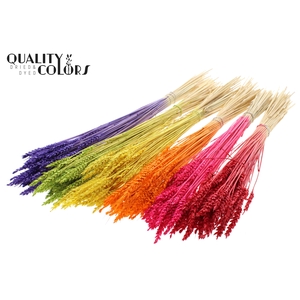 Triticum per bunch Bleached Mixed Colours