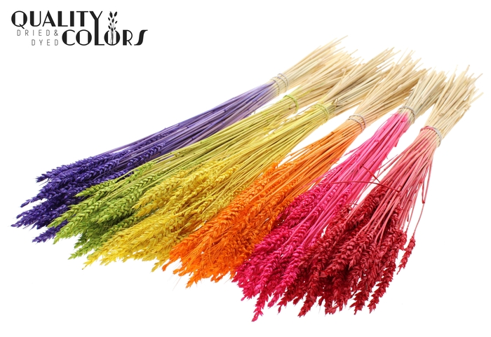 Triticum per bunch Bleached Mixed Colours