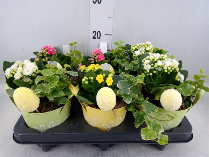 <h4>Arr. Planten L%</h4>