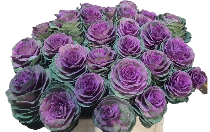 <h4>BRASS RED CRANE</h4>