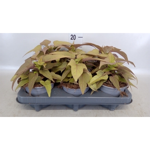 Ipomoea batatas  'Pot Beauregard'