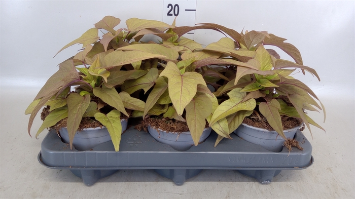 <h4>Ipomoea batatas  'Pot Beauregard'</h4>
