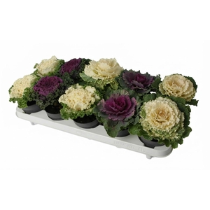 Brassica mixtray 10,5 cm