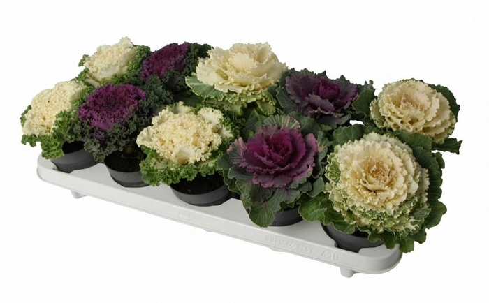 <h4>Brassica mixtray 10,5 cm</h4>