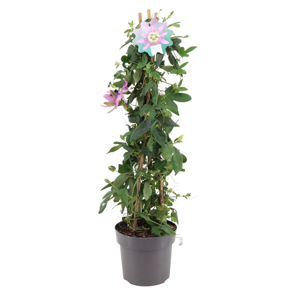 <h4>Passiflora Amethyst piramide p17</h4>