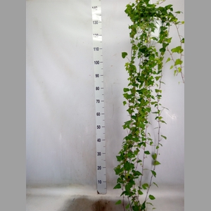 Hedera helix 'Anna'