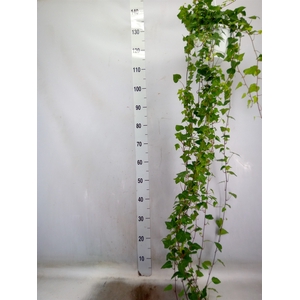 Hedera helix 'Anna'