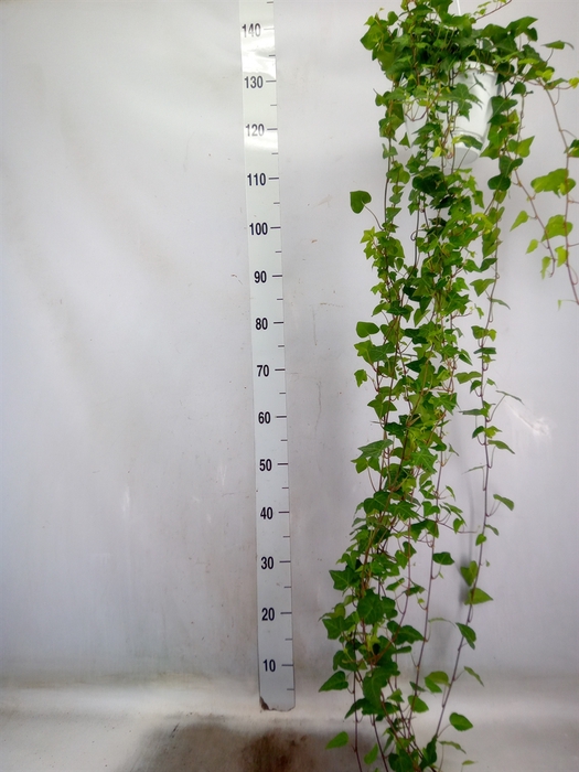 <h4>Hedera helix 'Anna'</h4>