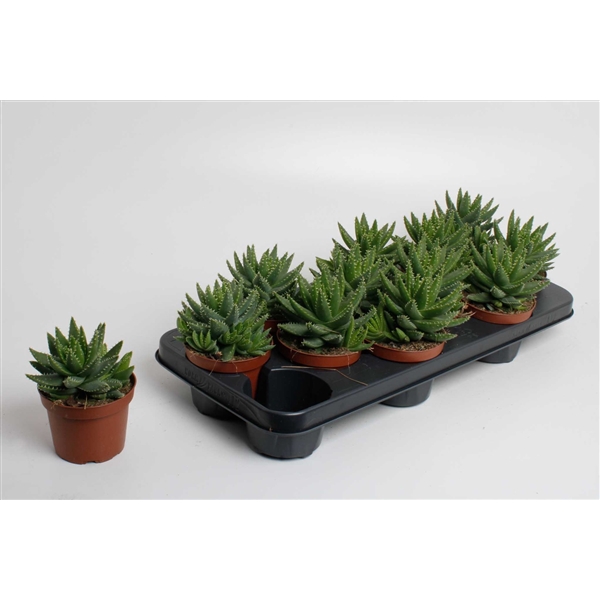 <h4>Aloe brevifolia</h4>