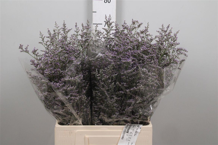 <h4>Lim Misty Blue</h4>