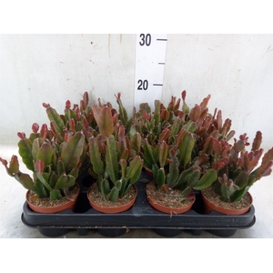 Rhipsalis   ...